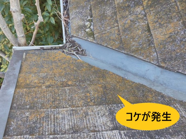 スレート　コケが発生